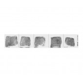 Fingerprint Replacement Record Strip - Left & Right Hand - 100 each hand